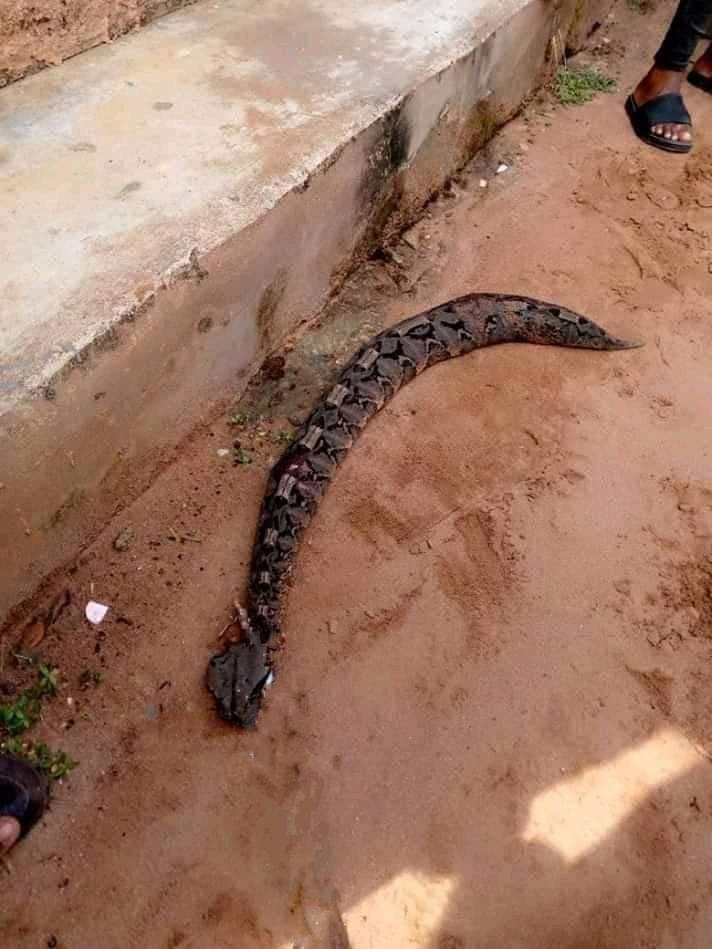 Man Dies Mysteriously After Snake Bite In Abia (Graphics Photos)