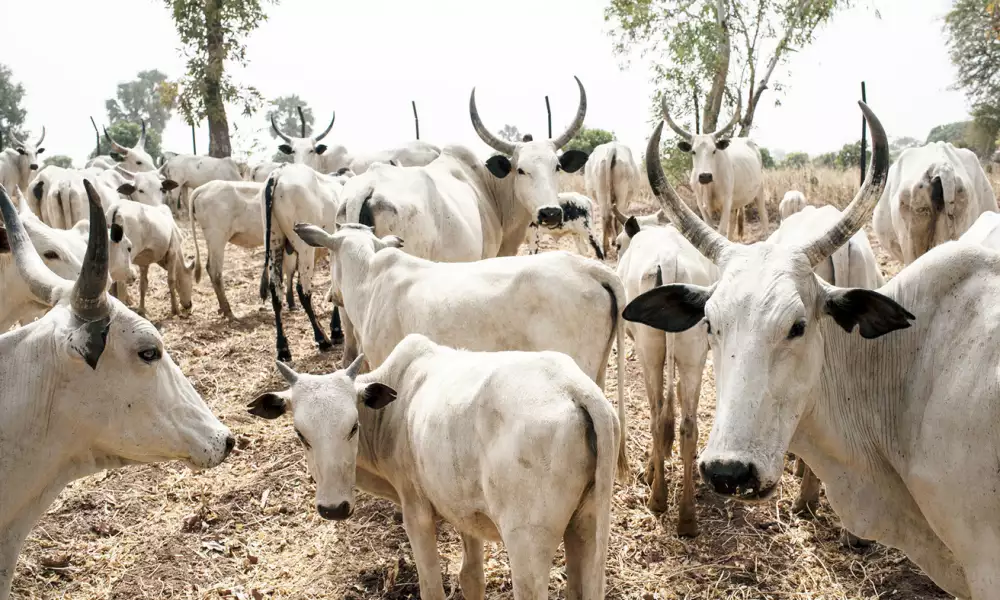 Security Operatives Nab Fulani Cattle Rustlers In Abia