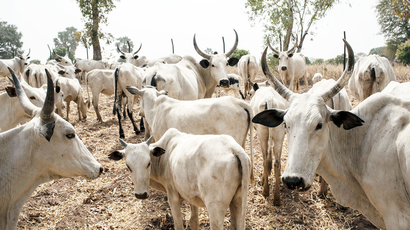 Security Operatives Nab Fulani Cattle Rustlers In Abia Security Operatives Nab Fulani Cattle Rustlers In Abia