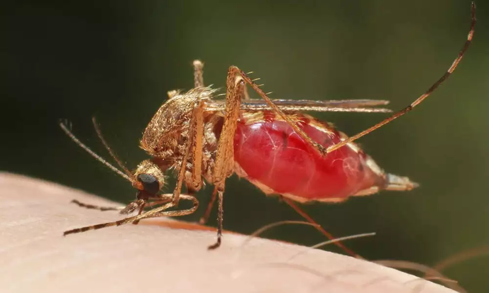 Malaria Claims 9 Lives Every Hour In Nigeria – SFH