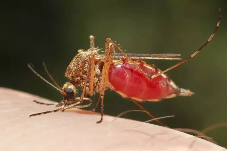 Malaria Claims 9 Lives Every Hour In Nigeria – SFH