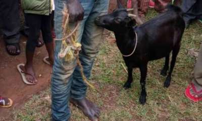 25-Year-Old Man Arrested For Having Sex With Goat In Jigawa