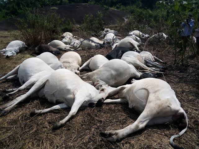 20 Cows Die Mysteriously In Kogi