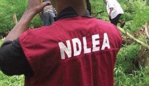 Kogi NDLEA Seizes 456.8kg Of Drugs, Arrests Four