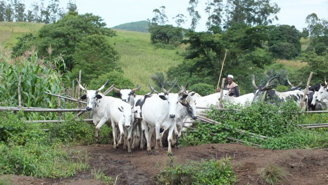 Abia May Face Sever Food Insecurity Of Cows Destroy Farmlands