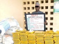 NDLEA Nabs Sokoto Traditional Ruler On Wanted List Over 436kg Cannabis Sativa, Others