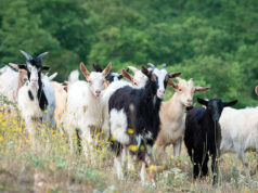 NDE Trains 50 Zamfara Youths On Agriculture, Goat Production NDE Trains 50 Zamfara Youths On Agriculture, Goat Production