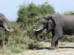 Over 200 Elephants In Kenya Die Of Drought Over 200 Elephants In Kenya Die Of Drought
