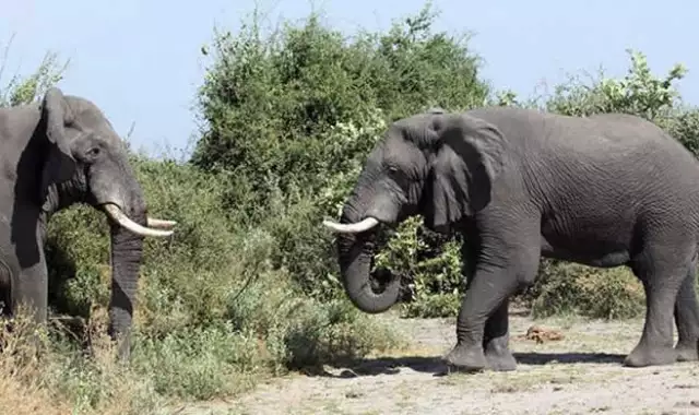 Over 200 Elephants In Kenya Die Of Drought Over 200 Elephants In Kenya Die Of Drought