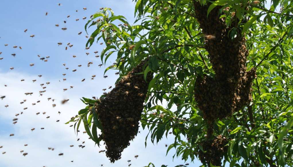 Mysterious Swarm Of Bees Disperses APC Rally In Kogi (Video)