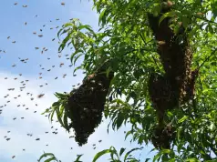 Mysterious Swarm Of Bees Disperse APC Rally In Kogi (Video) Mysterious Swarm Of Bees Disperses APC Rally In Kogi (Video)