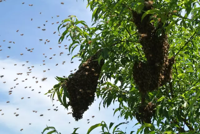 Mysterious Swarm Of Bees Disperse APC Rally In Kogi (Video) Mysterious Swarm Of Bees Disperses APC Rally In Kogi (Video)