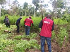NDLEA Destroys 3.7 Hectares Of Cannabis Farmland In Ekiti NDLEA Destroys 3.7 Hectares Of Cannabis Farmland In Ekiti
