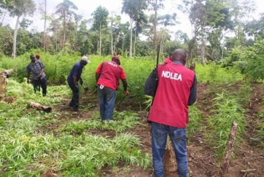NDLEA Explains Why Use Of Marijuana In US, UK Is Different From Nigeria NDLEA Destroys 3.7 Hectares Of Cannabis Farmland In Ekiti