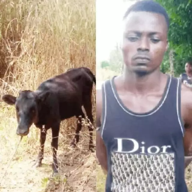 Police Arrest Ebonyi Man While Presenting Stolen Cow For Father-In-Law’s Burial Rites Police Arrest Ebonyi Man While Presenting Stolen Cow For Father-In-Law’s Burial Rites