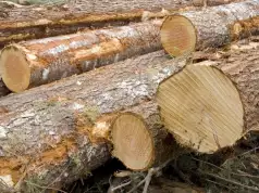 Yobe Govt To Relocate Damaturu Timber Market Yobe Govt To Relocate Damaturu Timber Market