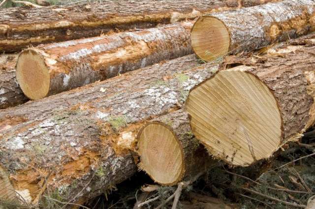 Yobe Govt To Relocate Damaturu Timber Market Yobe Govt To Relocate Damaturu Timber Market