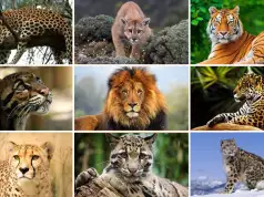 US Senate Passes Bill To Curb Private Ownership Of Big Cats US Senate Passes Bill To Curb Private Ownership Of Big Cats