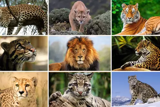 US Senate Passes Bill To Curb Private Ownership Of Big Cats US Senate Passes Bill To Curb Private Ownership Of Big Cats