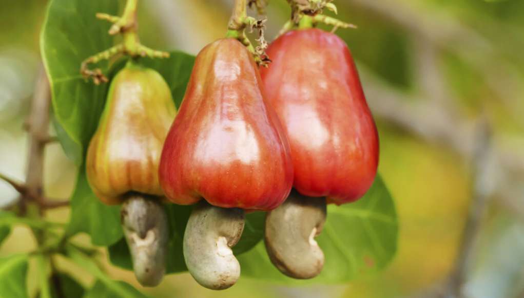 Nigeria Made $250m From Cashew Nut Exports In 2022 - FG