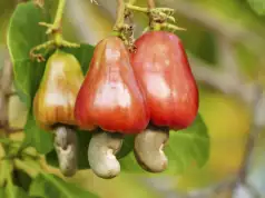Nigeria Made $250m From Cashew Nut Exports In 2022 – FG Nigeria Made $250m From Cashew Nut Exports In 2022 - FG