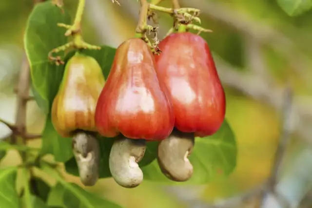 Nigeria Made $250m From Cashew Nut Exports In 2022 – FG Nigeria Made $250m From Cashew Nut Exports In 2022 - FG
