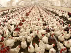 NAFDAC Approves First Alternative Herbal Supplements To Vaccine For Poultry NAFDAC Approves First Alternative Herbal Supplements To Vaccine For Poultry