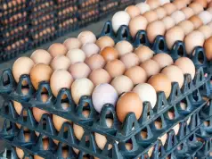 Naira Notes Scarcity: Poultry Farmers Say Members Lost 15m Crates Of Egg Worth N15bn