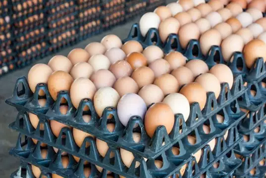 Naira Notes Scarcity: Poultry Farmers Say Members Lost 15m Crates Of Egg Worth N15bn