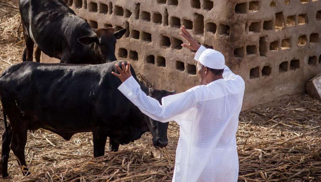 I Now Have Time To Look After My Cattle From May 29 — Buhari