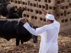I Now Have Time To Look After My Cattle From May 29 — Buhari I Now Have Time To Look After My Cattle From May 29 — Buhari