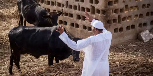 I Now Have Time To Look After My Cattle From May 29 — Buhari I Now Have Time To Look After My Cattle From May 29 — Buhari