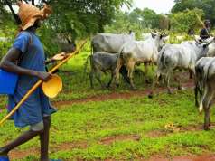 MACBAN Condemns Attack, Killing Of Fulanis In Zamfara MACBAN Demands Probe Of Alleged Extra-Judicial Killing Of Members In Kaduna