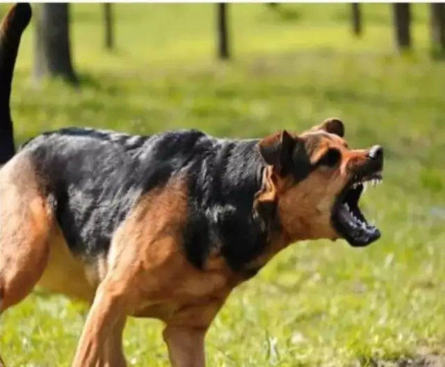 Dog Kills Mother, Injure Baby In Osun