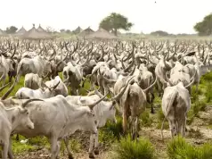 Police Recover 77 Cows In Plateau