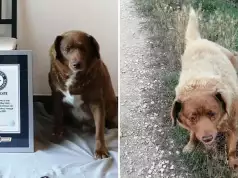 World Oldest Dog Dies At 31 As Owner Shares Long Life Secret