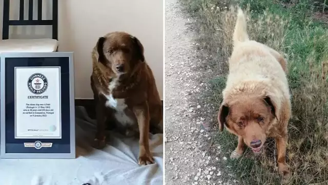 World Oldest Dog Dies At 31 As Owner Shares Long Life Secret