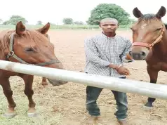 Man Arrested For Stealing Two Horses In Niger Farm