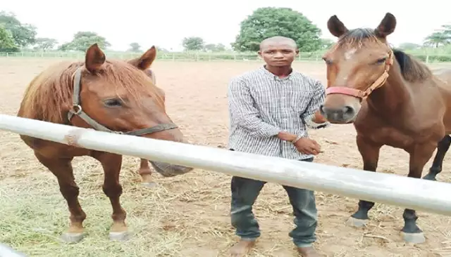 Man Arrested For Stealing Two Horses In Niger Farm