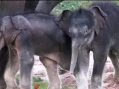 Rare Elephant Delivers Set Of Twins In Kenya