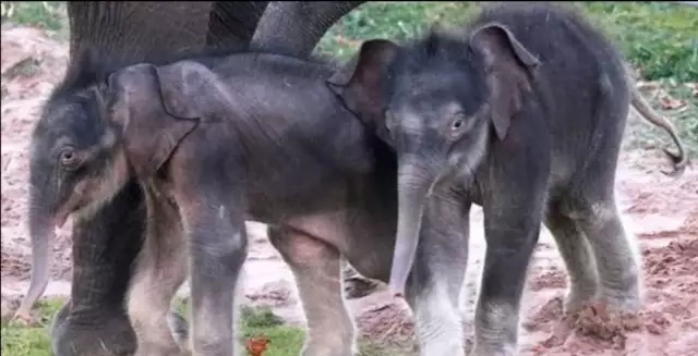 Rare Elephant Delivers Set Of Twins In Kenya
