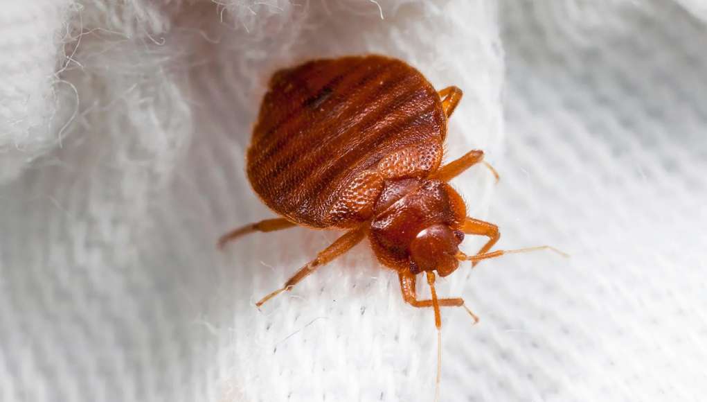 Two Arrested In France Over Alleged Bedbug Scam