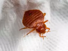 Two Arrested In France Over Alleged Bedbug Scam Two Arrested In France Over Alleged Bedbug Scam