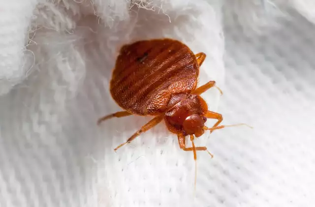 Two Arrested In France Over Alleged Bedbug Scam Two Arrested In France Over Alleged Bedbug Scam