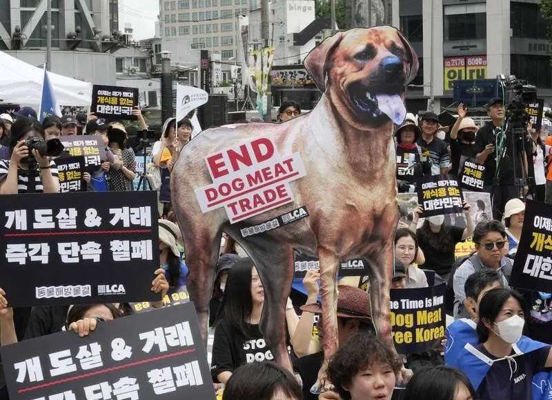 South Korea Passes Law Banning Dog Meat Trade
