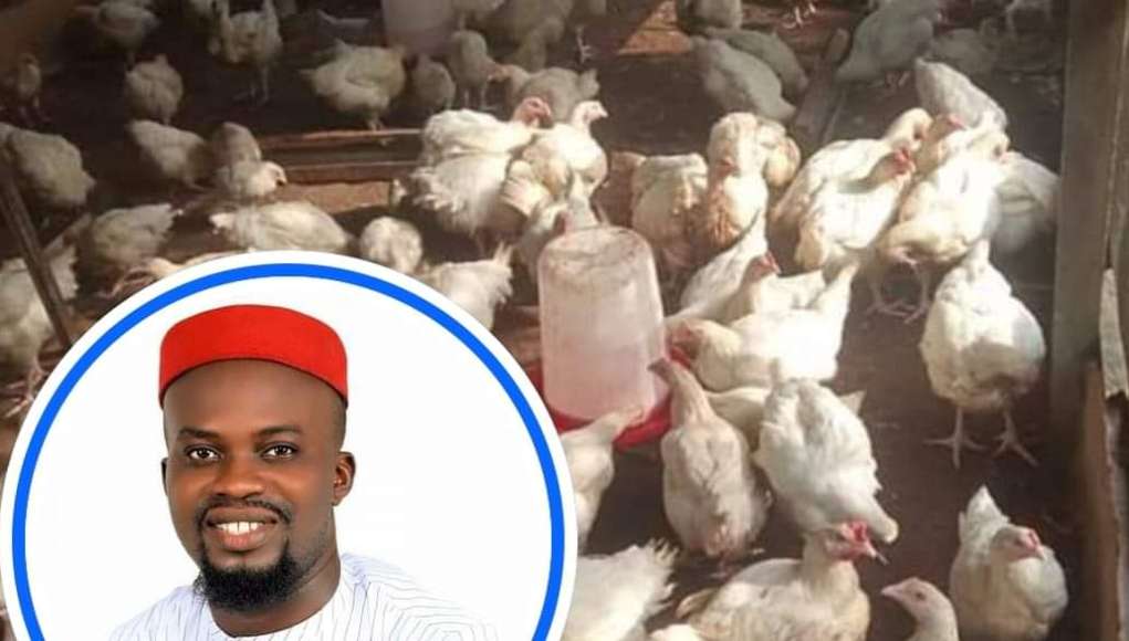 Hoodlums Steal Birds Worth N200K In Abia Farm While Owner Was At Cross Over Service