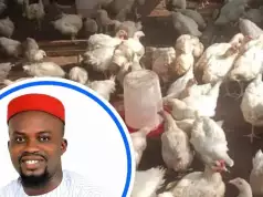 Hoodlums Steal Birds Worth Over N200K In My Farm While I Was At Cross Over Service – Nigerian Man Cries Out (Photos) Hoodlums Steal Birds Worth N200K In Abia Farm While Owner Was At Cross Over Service