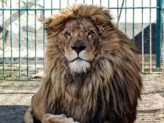 Nigerian Varsity Zoo Keeper Killed By Lion While Feeding Animals Nigerian Varsity Zoo Keeper Killed By Lion While Feeding Animals