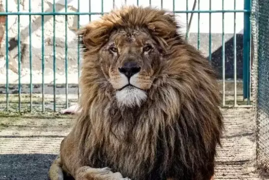 Nigerian Varsity Zoo Keeper Killed By Lion While Feeding Animals Nigerian Varsity Zoo Keeper Killed By Lion While Feeding Animals