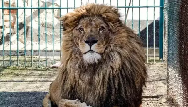 Nigerian Varsity Zoo Keeper Killed By Lion While Feeding Animals Nigerian Varsity Zoo Keeper Killed By Lion While Feeding Animals